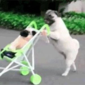 Meet your Posher, Cameron